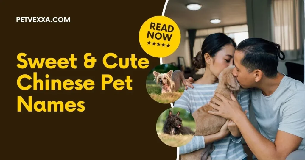 chinese-pet-names-for-lovers