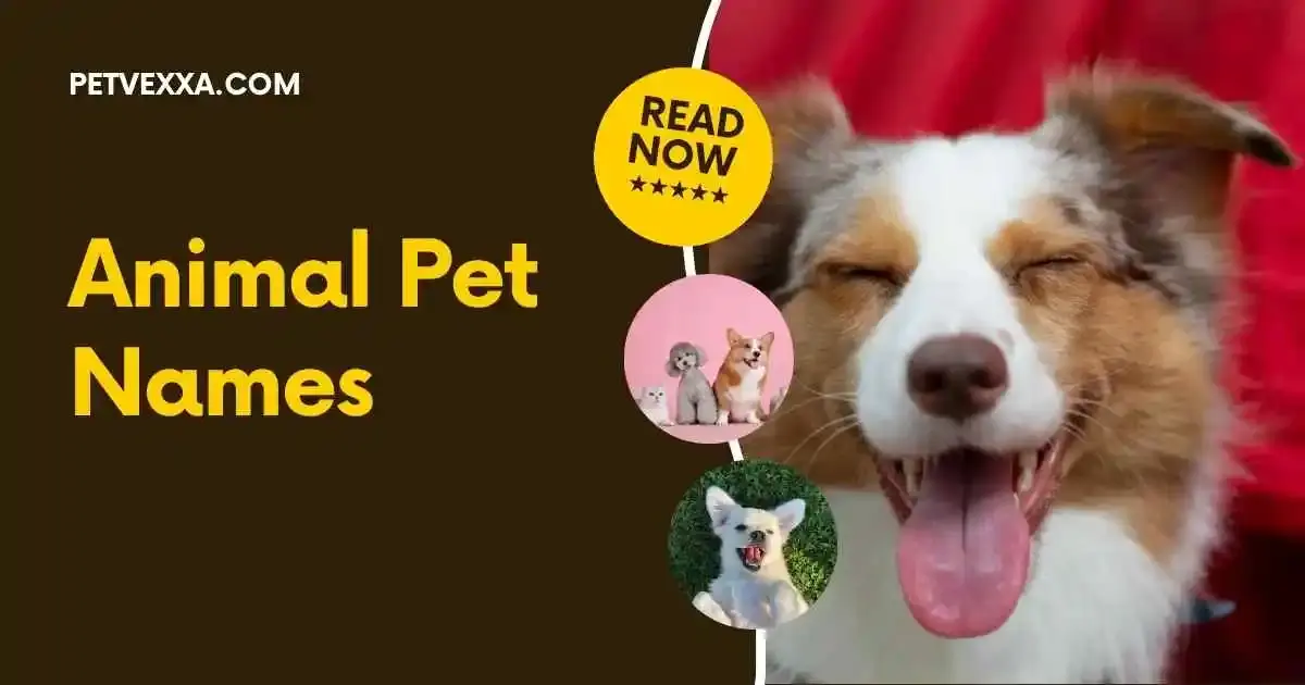 Animal Pet Names