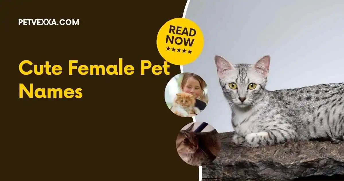 Cute Female Pet Names