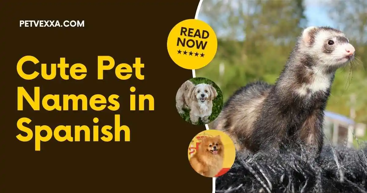 cute-pet-names-in-spanish