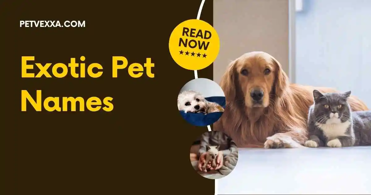 Exotic Pet Names