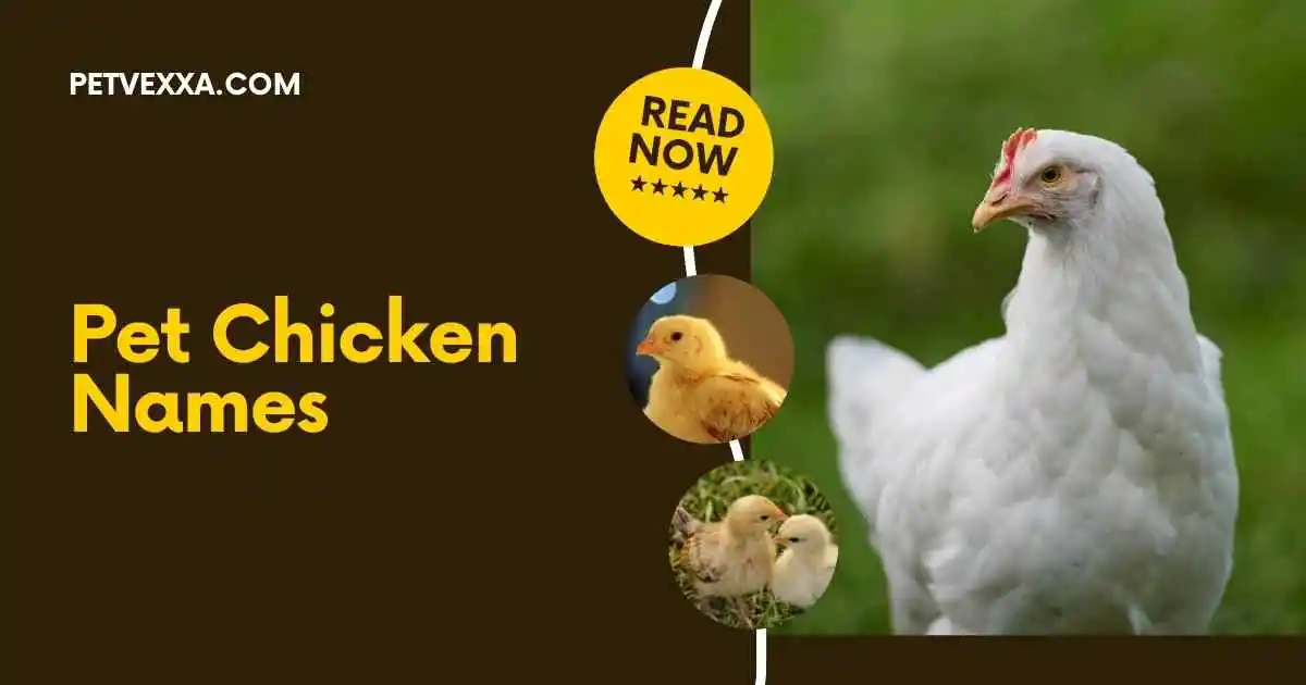 Pet Chicken Names