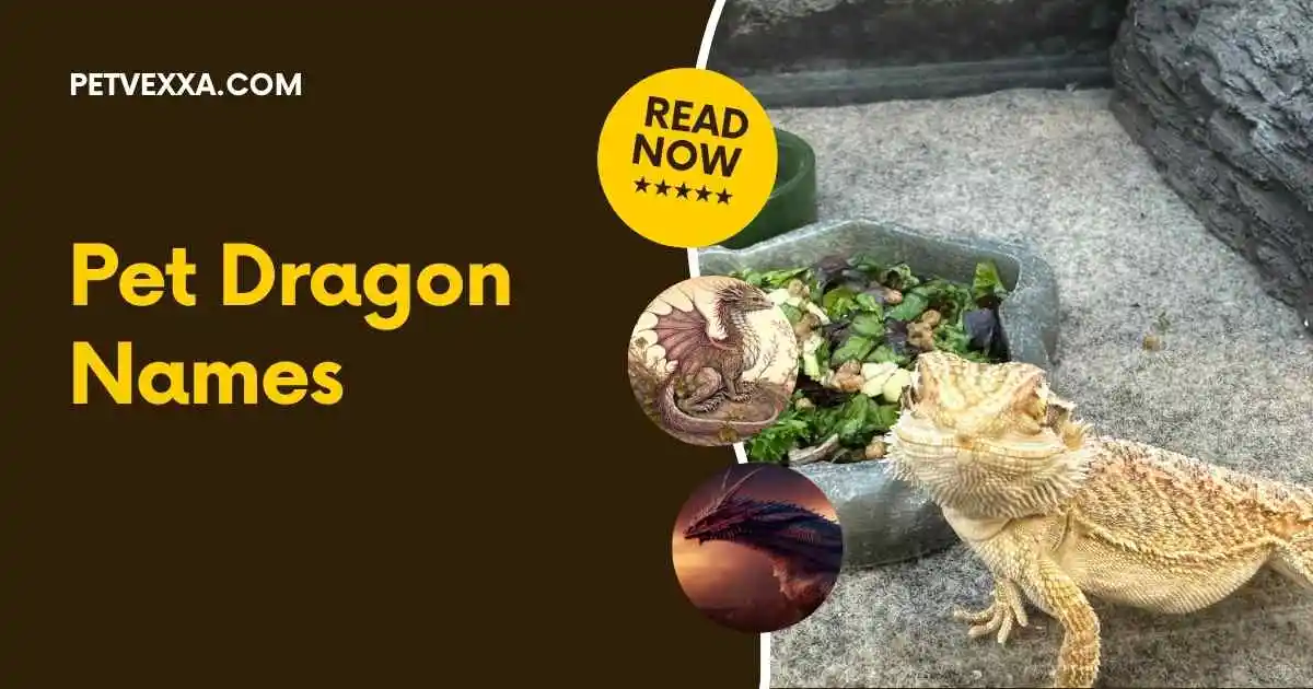 pet dragon names
