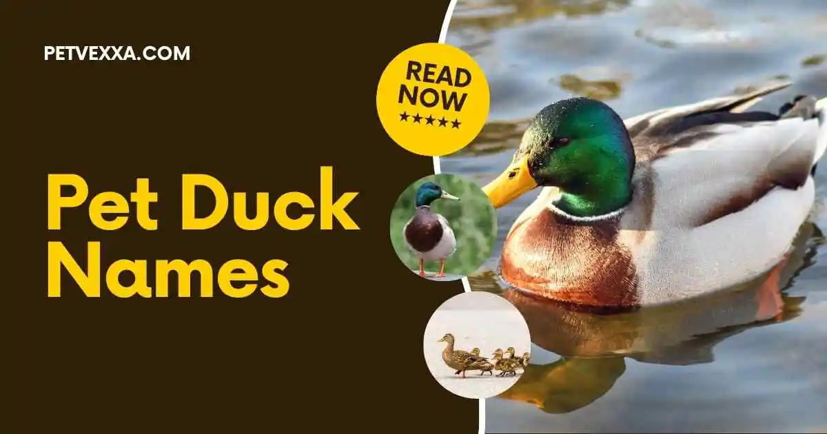 Pet Duck Names