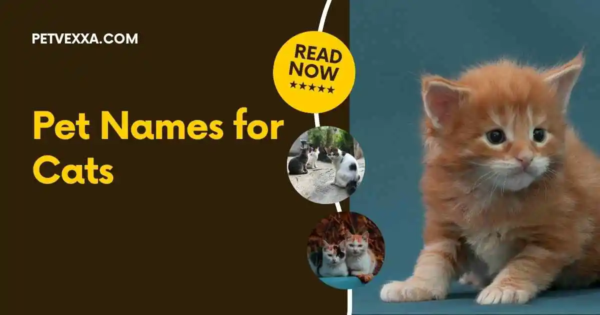 Pet Names for Cats