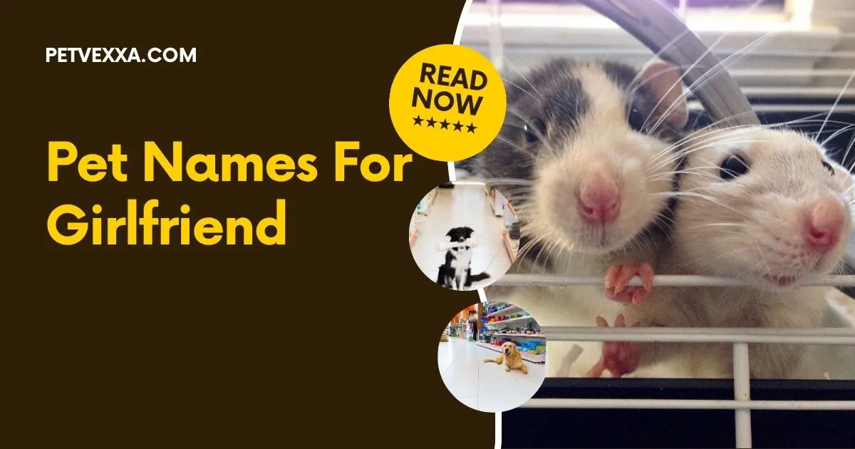 Pet Names For Girlfriend
