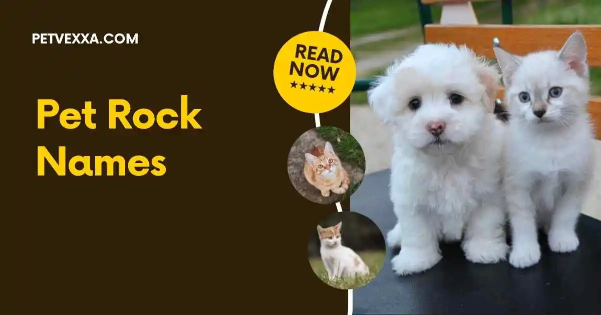 Pet Rock Names