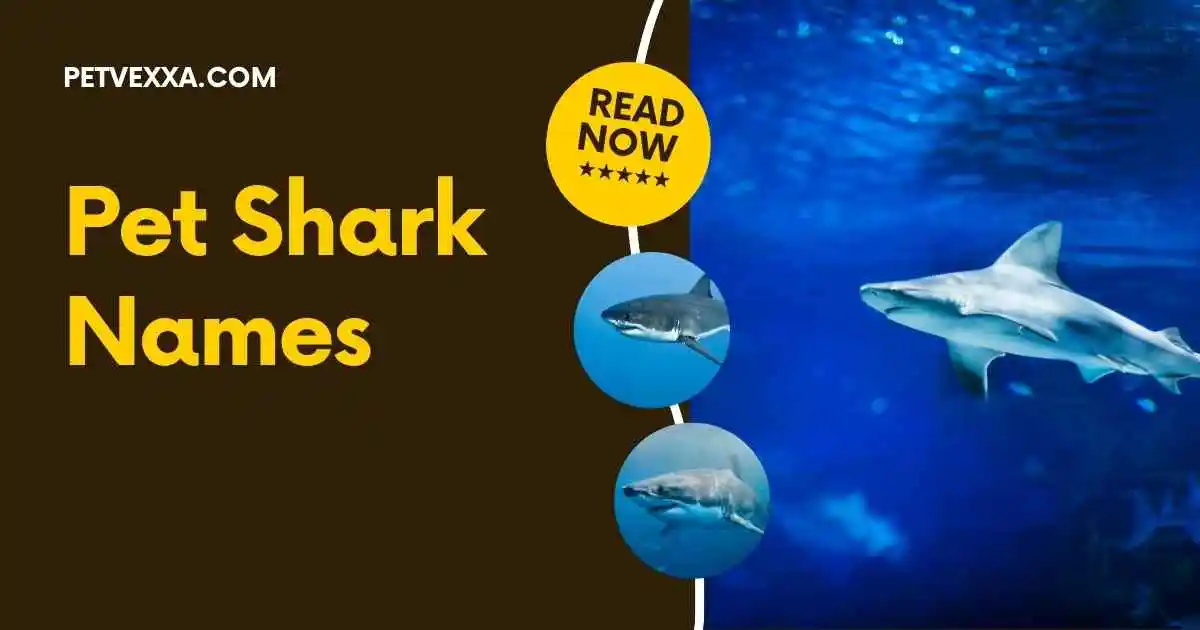 Pet Shark Names