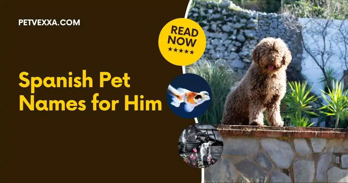 spanish-pet-names-for-him