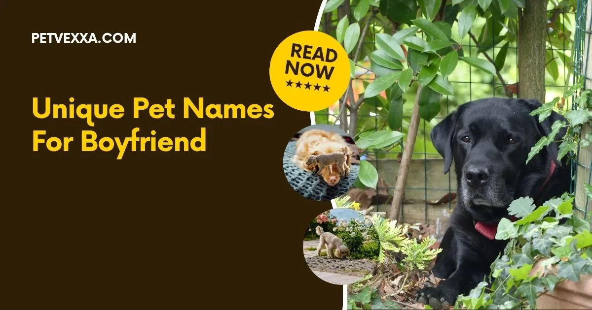 Unique Pet Names For Boyfriend