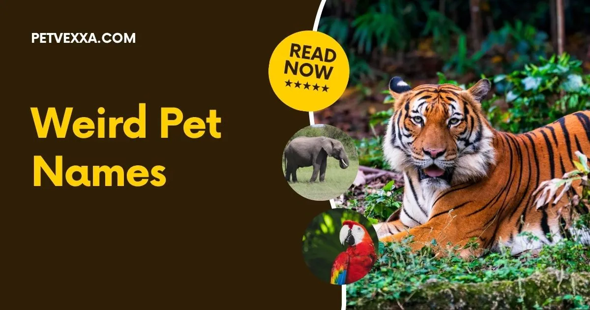 Weird Pet Names