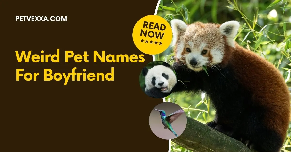 Weird Pet Names For Boyfriend