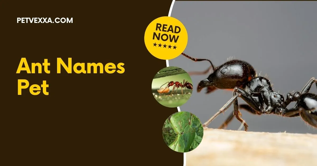 Ant Names Pet