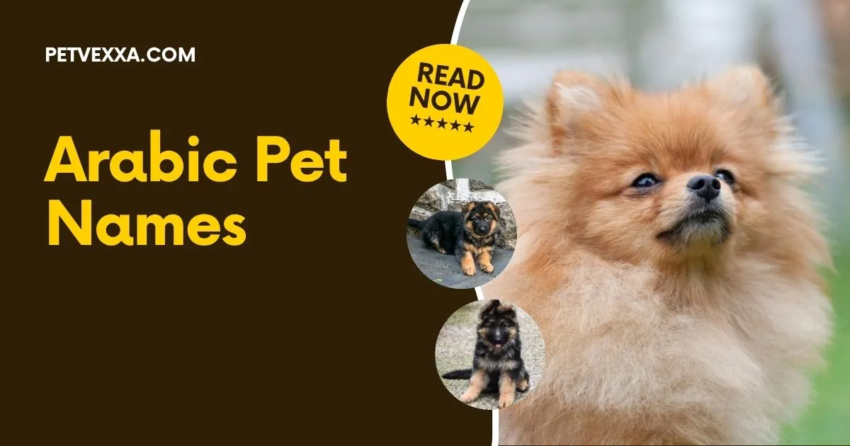 Arabic Pet Names