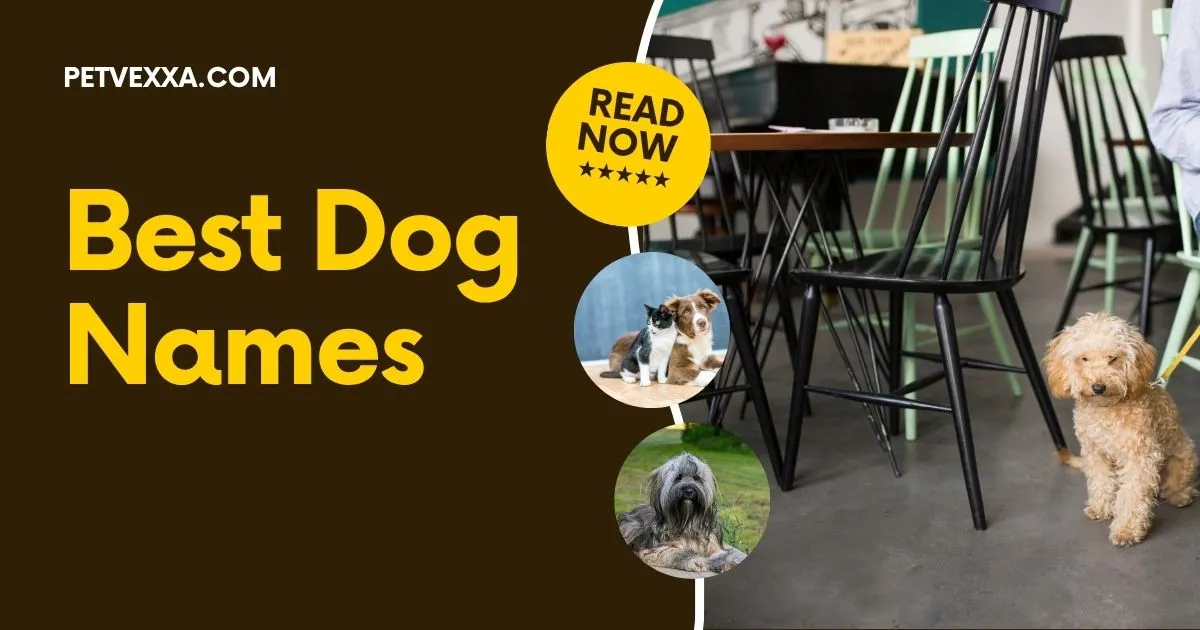 Best Dog Names