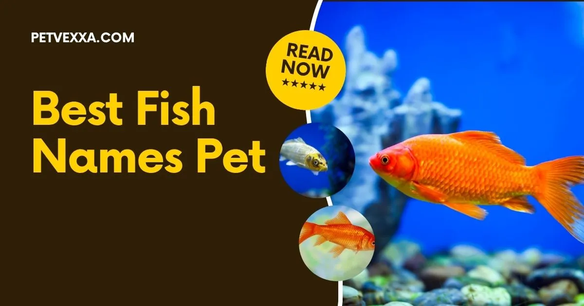 Best Fish Names Pet