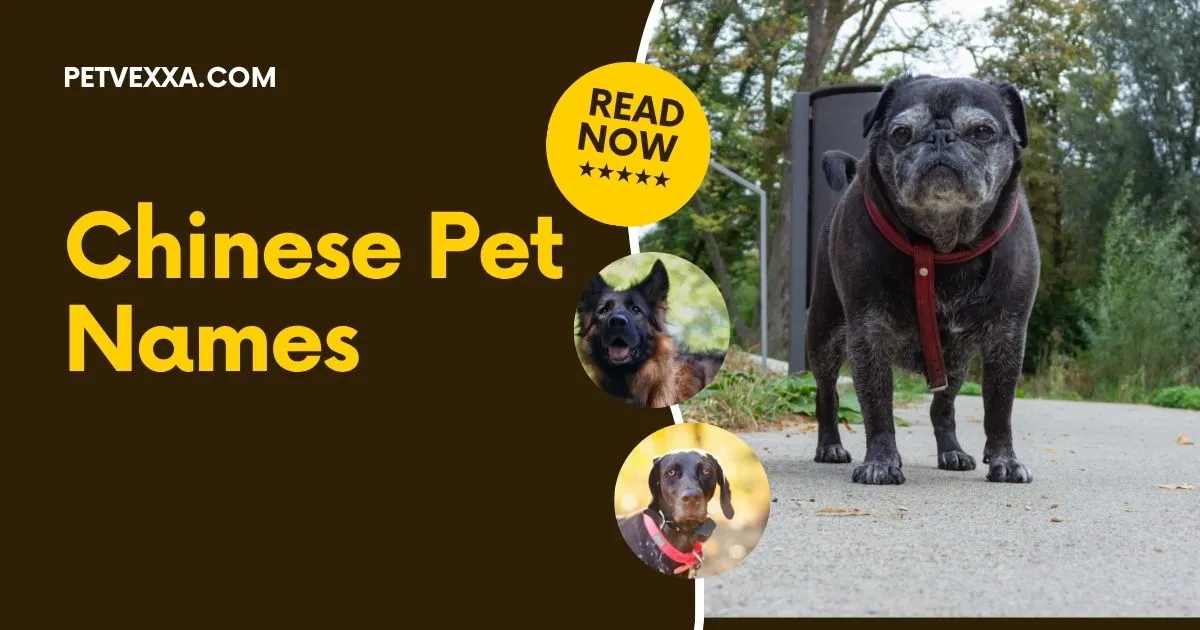 Chinese Pet Names