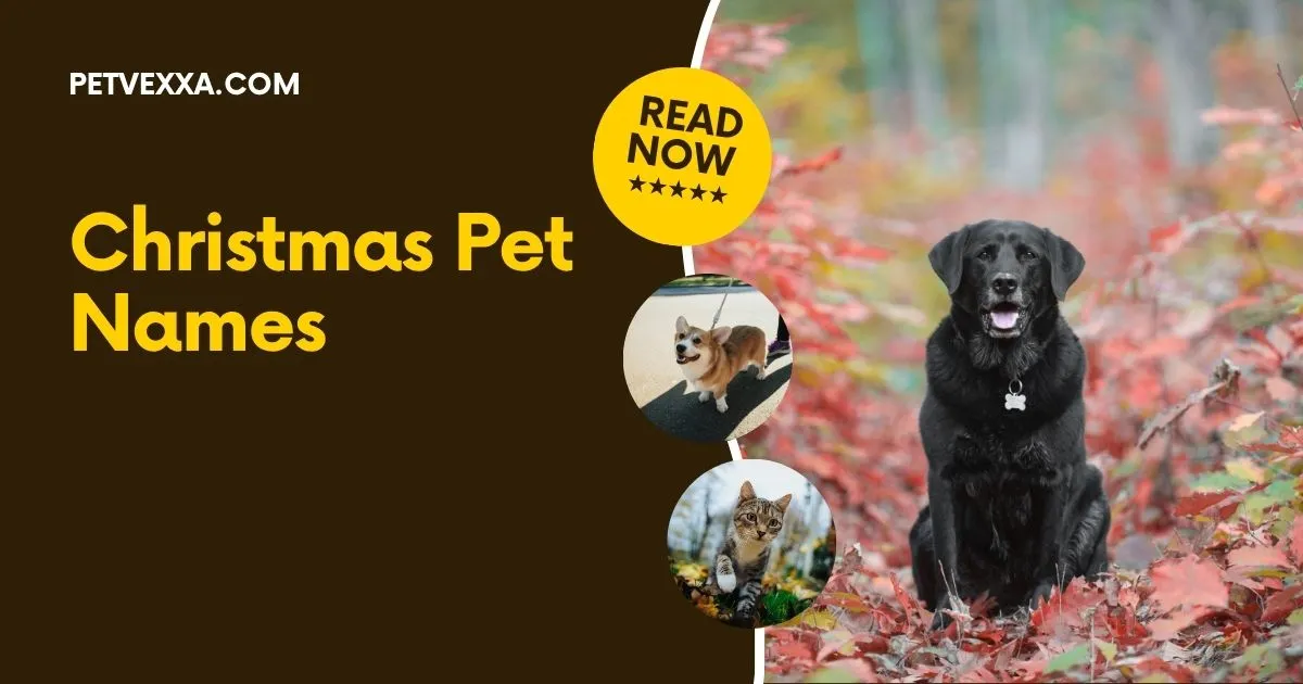 Christmas Pet Names