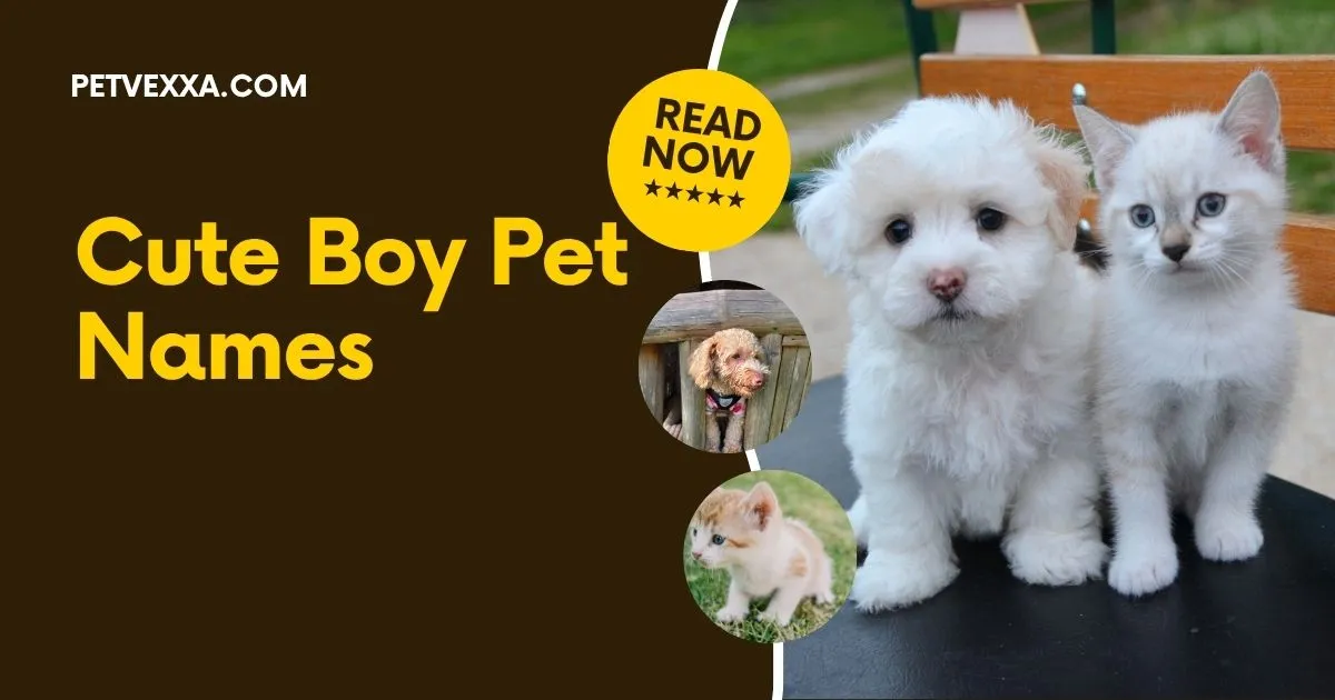 Cute Boy Pet Names
