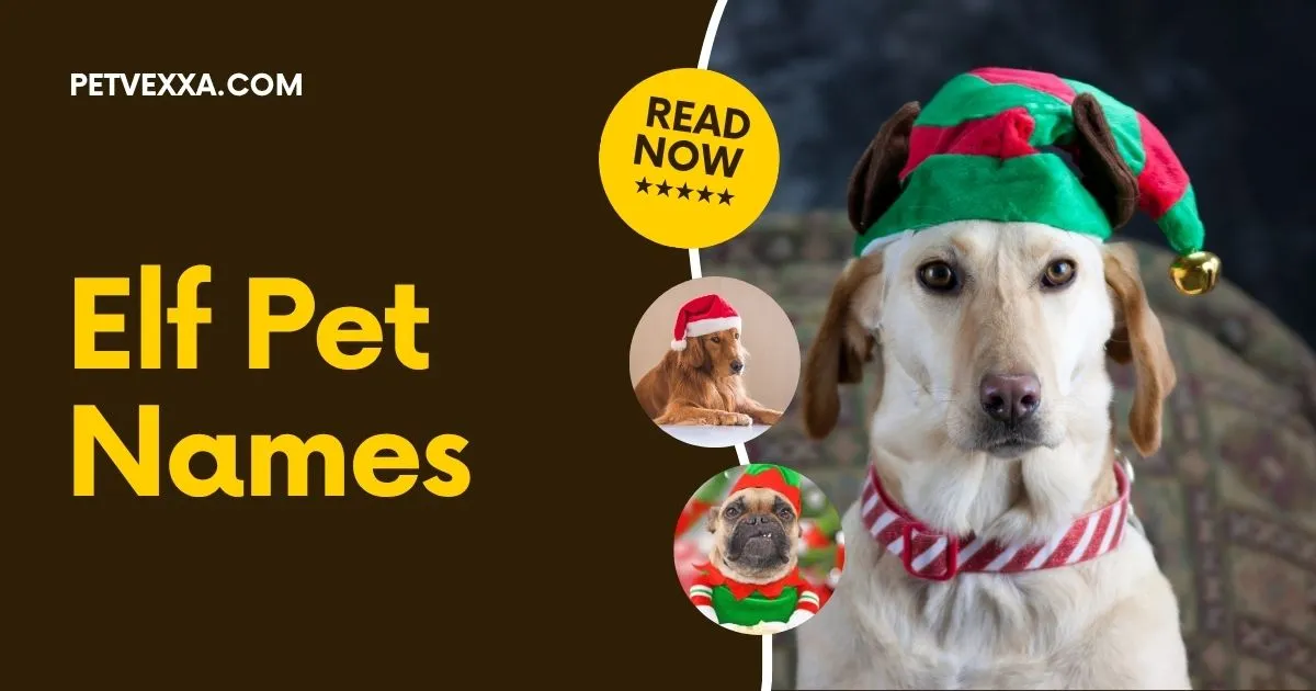 Elf Pet Names