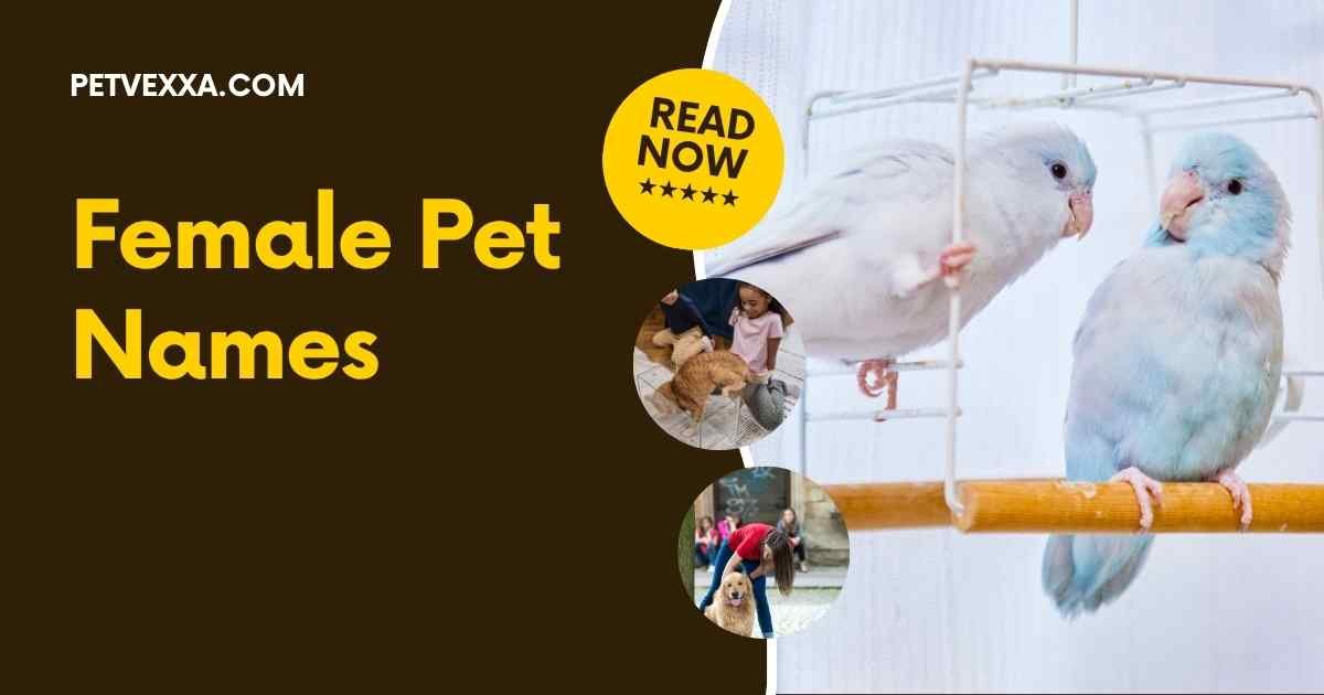 Female Pet Names