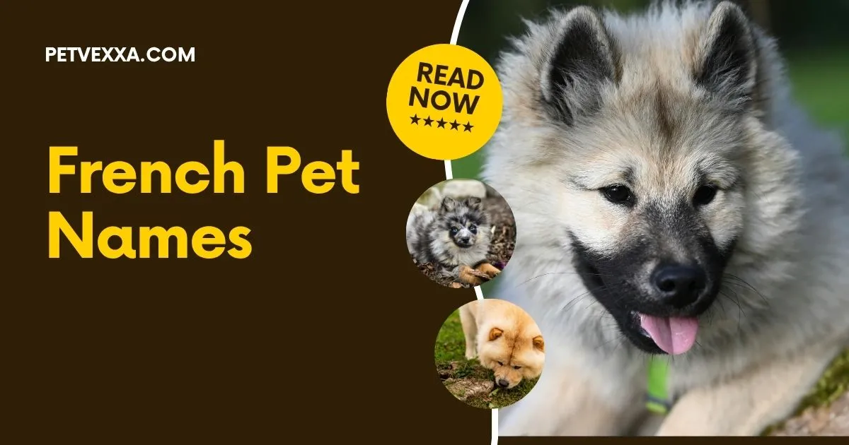 French Pet Names