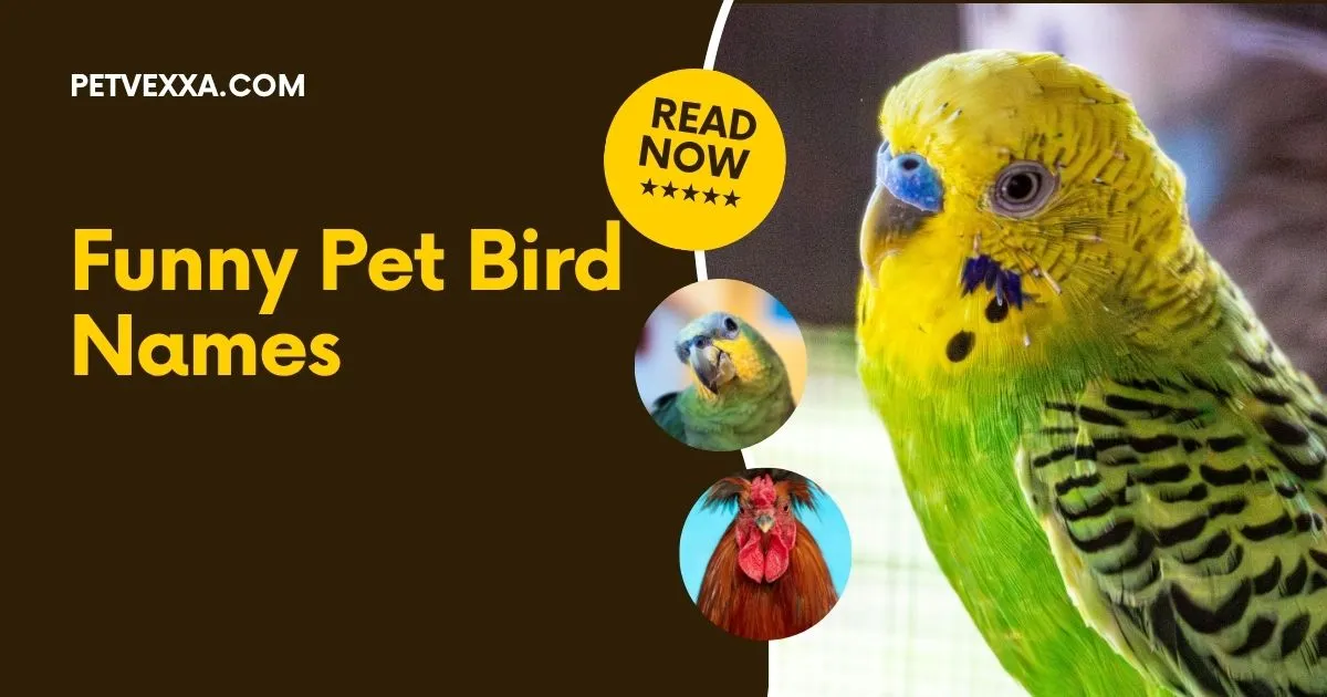 Funny Pet Bird Names