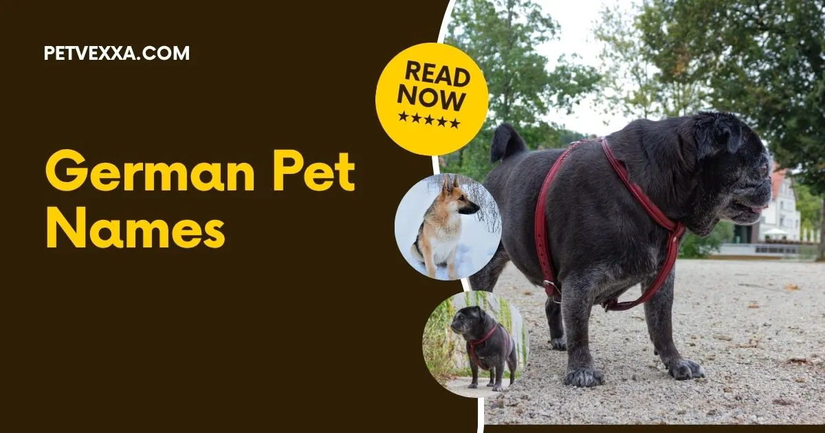 German Pet Names