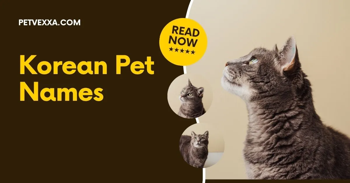 Korean Pet Names
