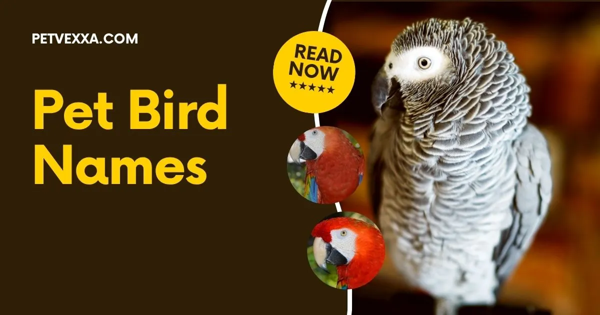 Pet Bird Names