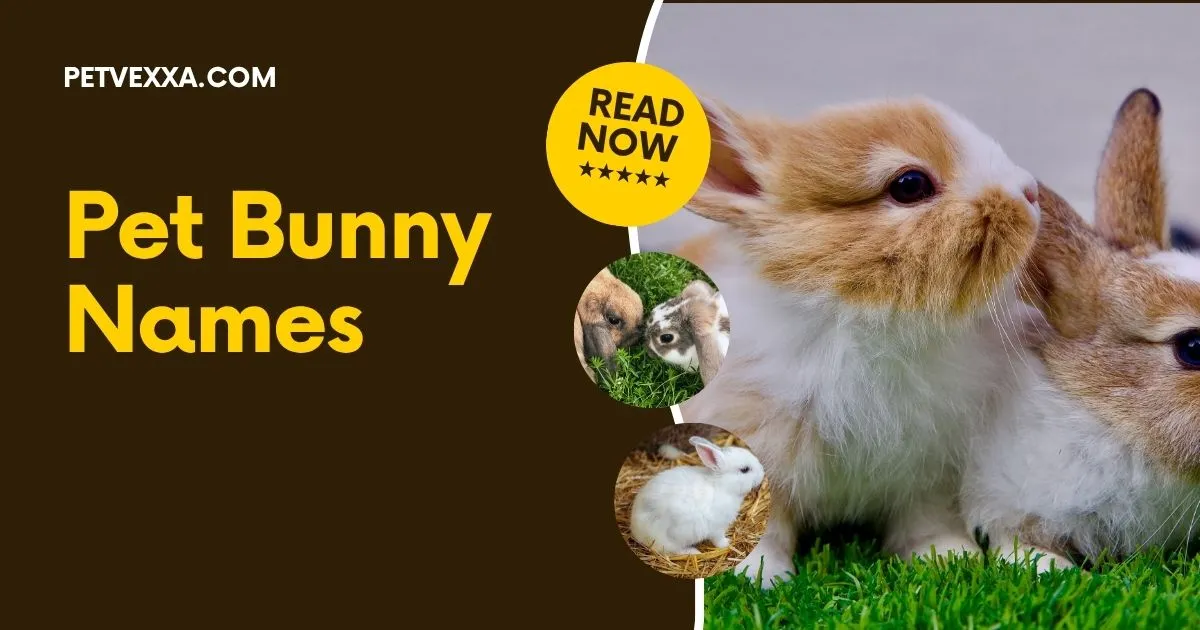 Pet Bunny Names