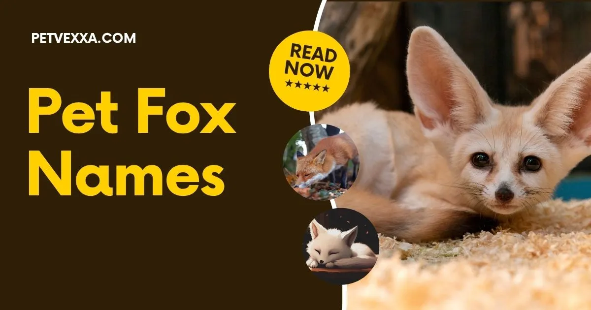 Pet Fox Names