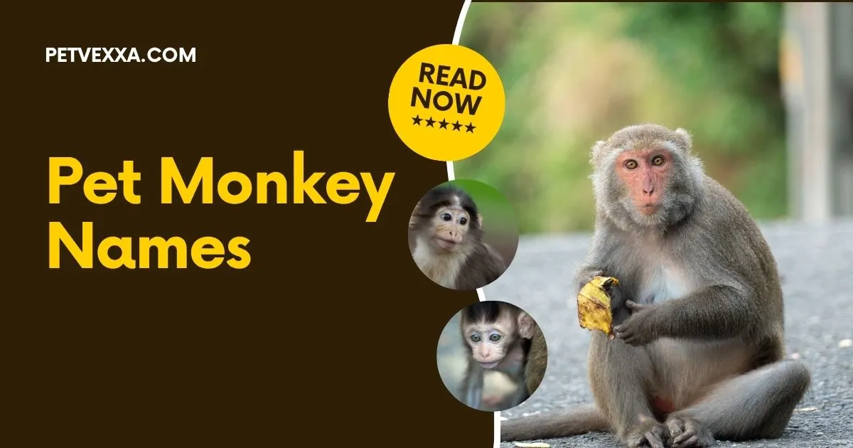 Pet Monkey Names