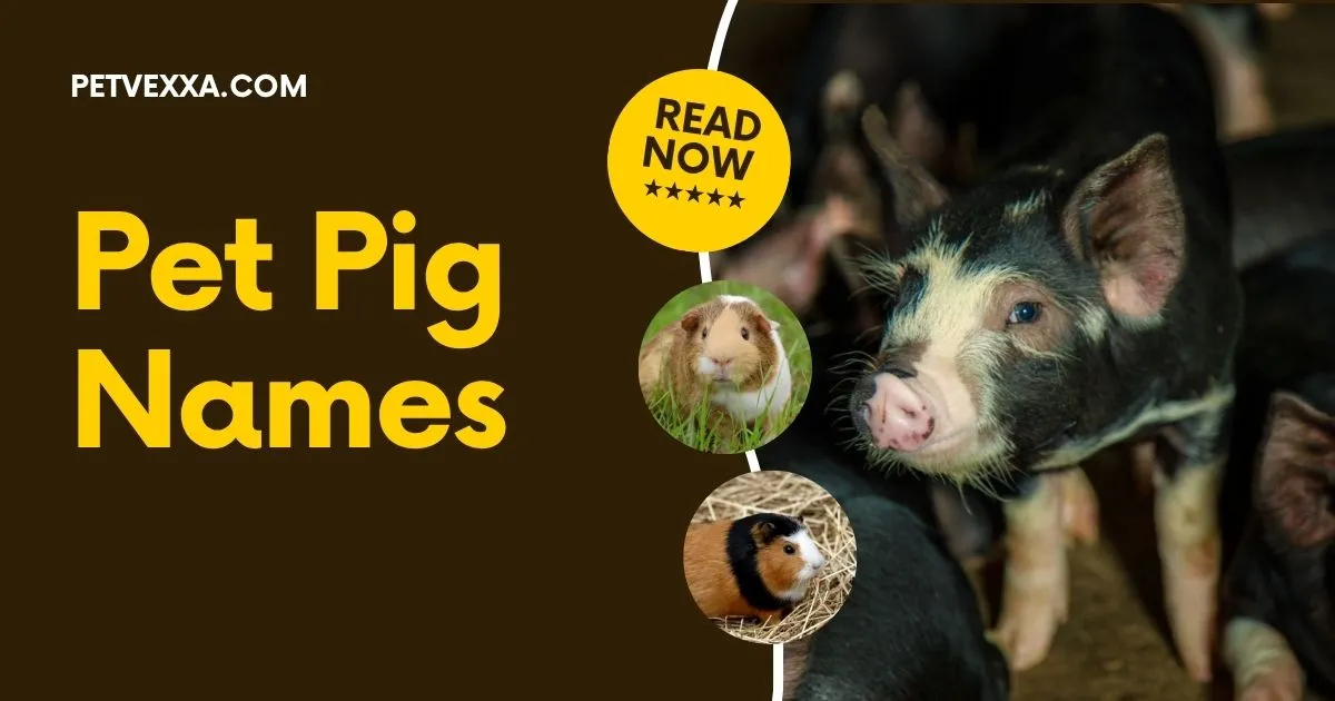 Pet Pig Names