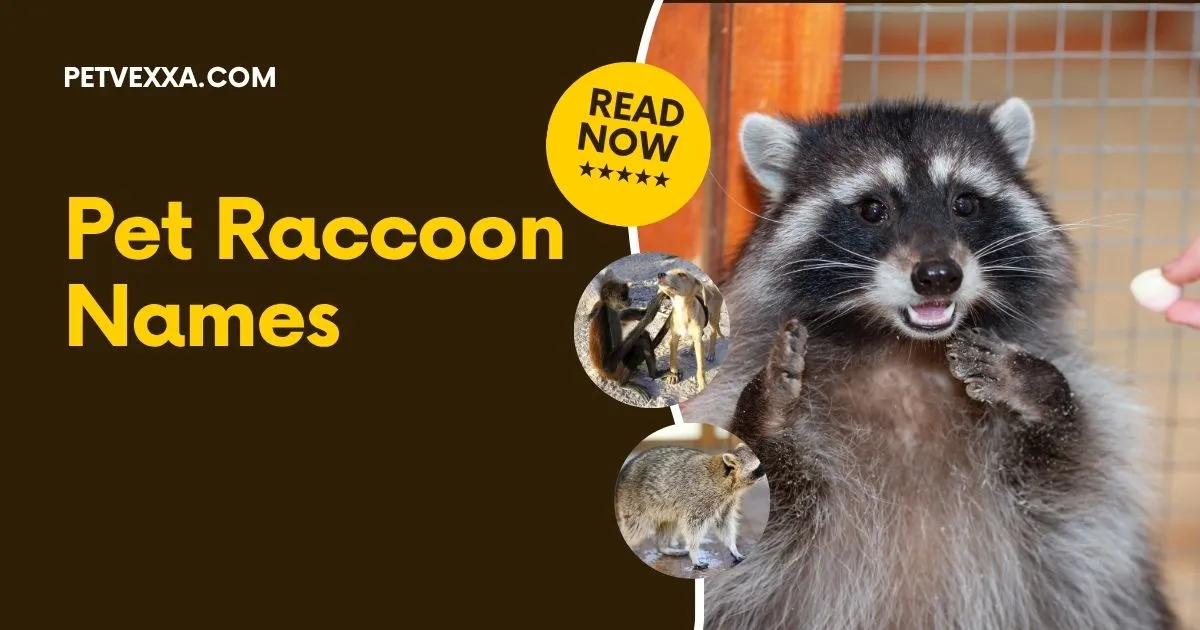 Pet Raccoon Names
