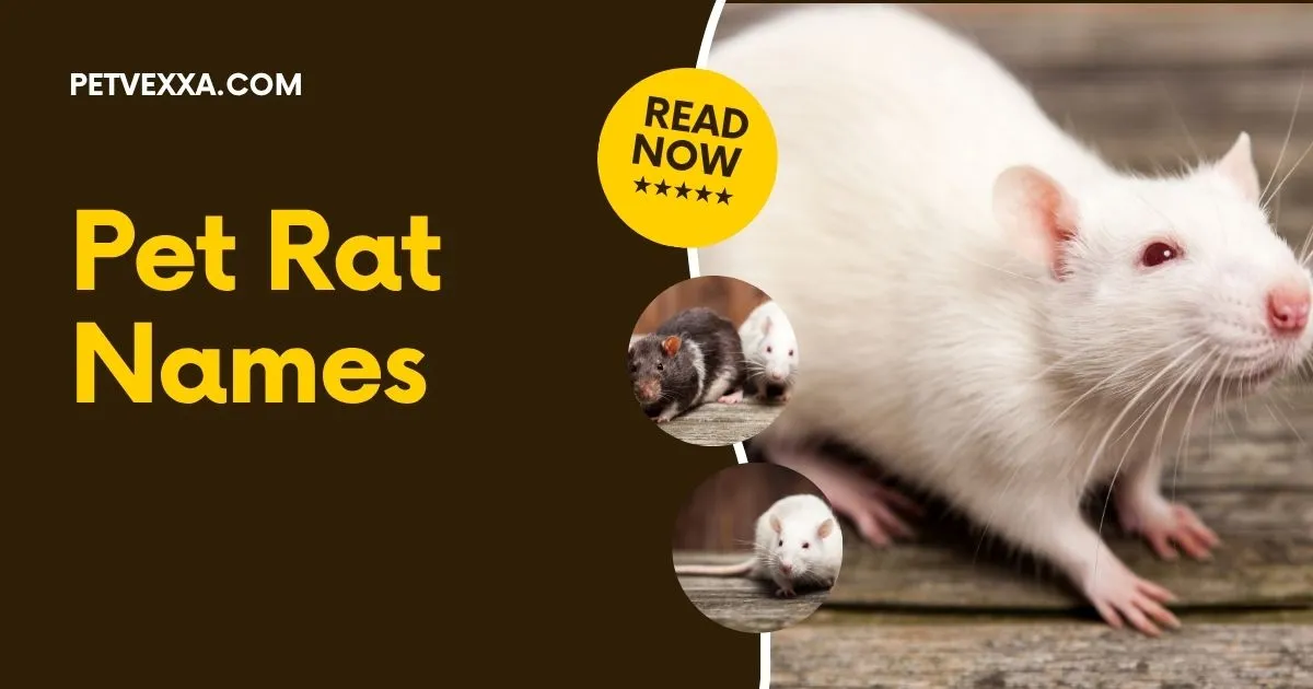 Pet Rat Names