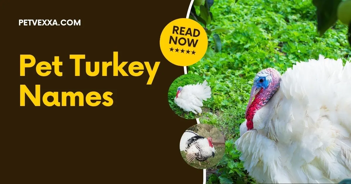 Pet Turkey Names