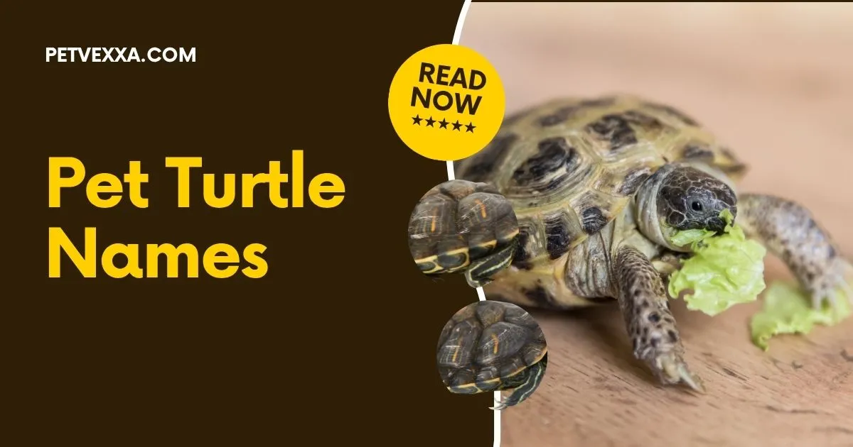 Pet Turtle Names