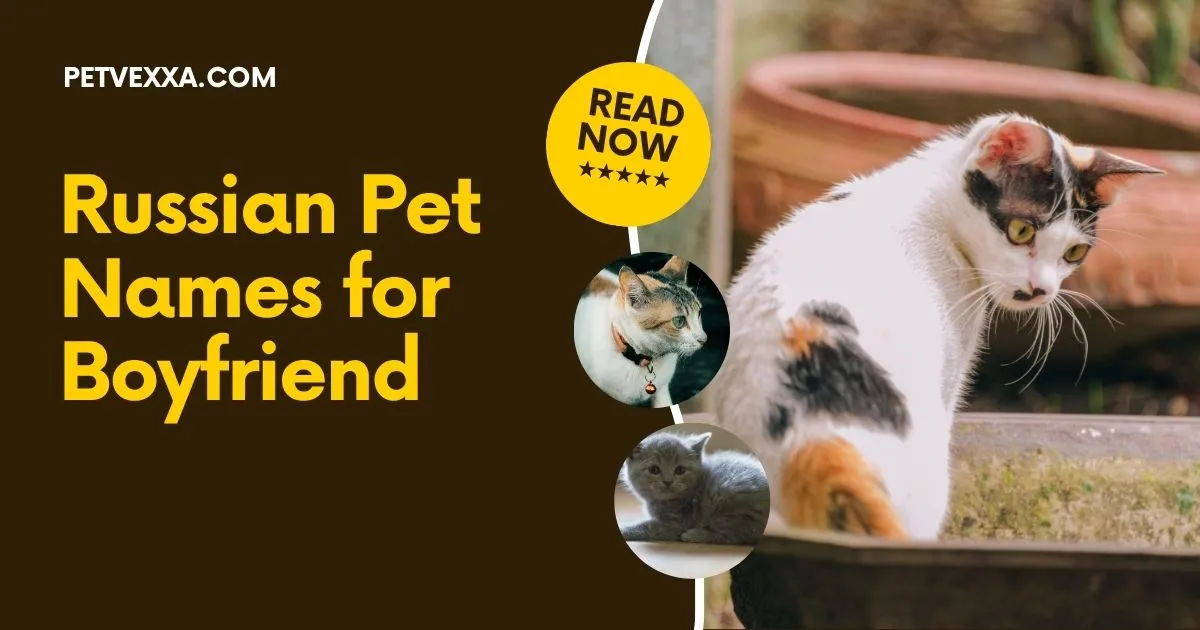 Russian Pet Names for Boyfriend