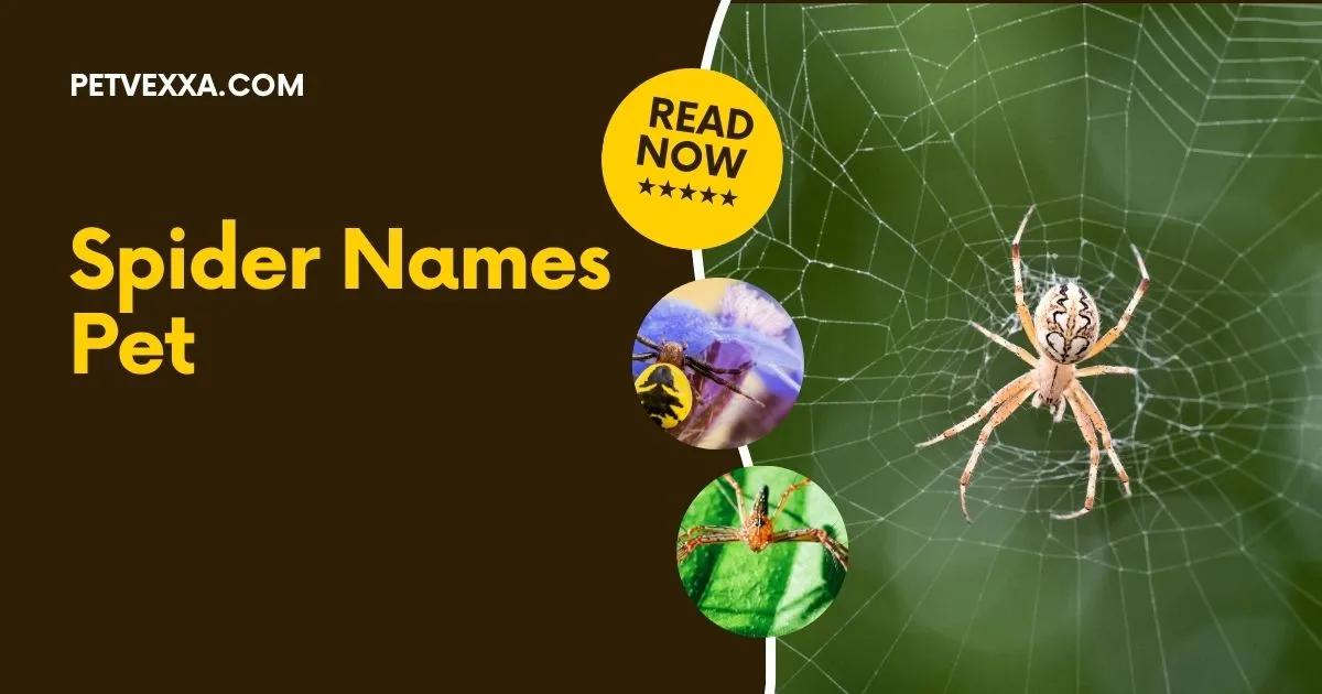 Spider Names Pet